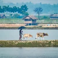 পলাশবাড়ী